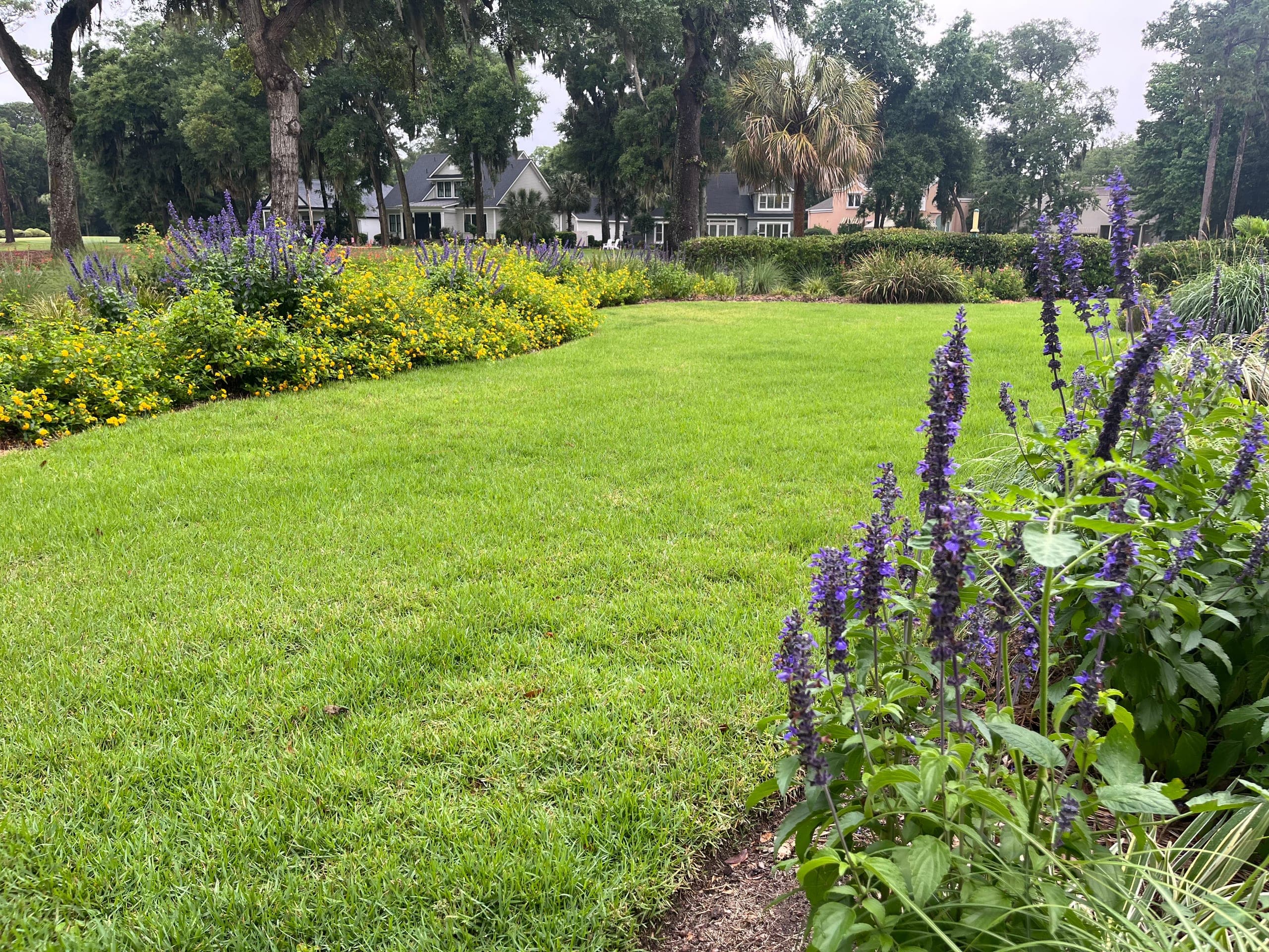 Broad lawn sweeping past a mixed border of lantana, salvia, and grasses under live oaks.