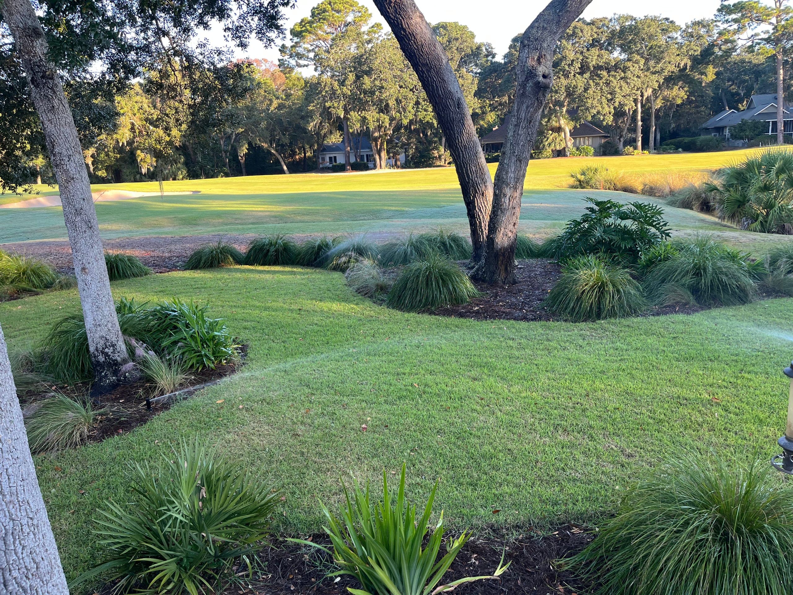 Irrigation running over turf and grass masses beneath a live oak at the course edge.