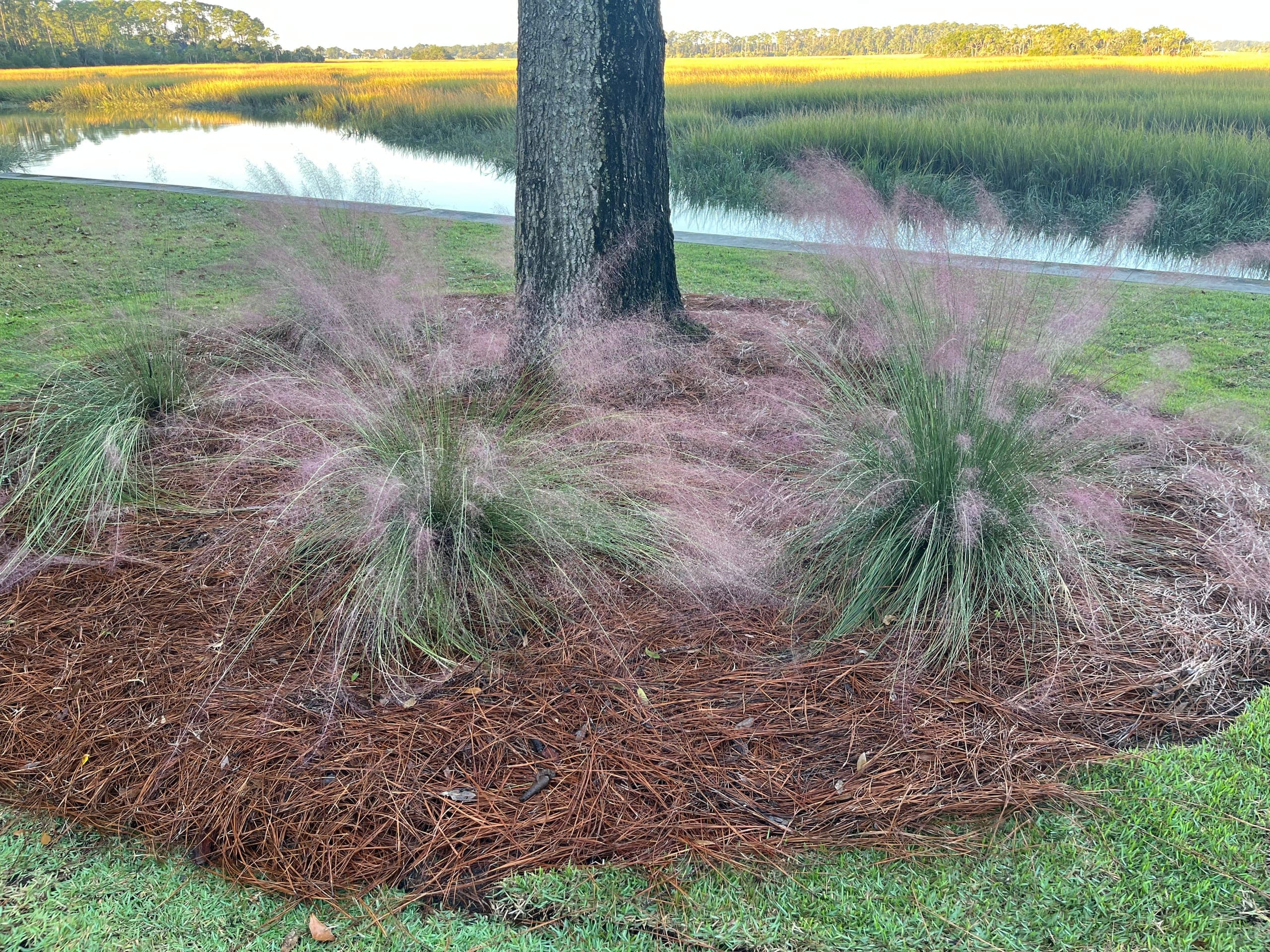 Pink muhly grass in full plume around a pine trunk, marsh creek behind.