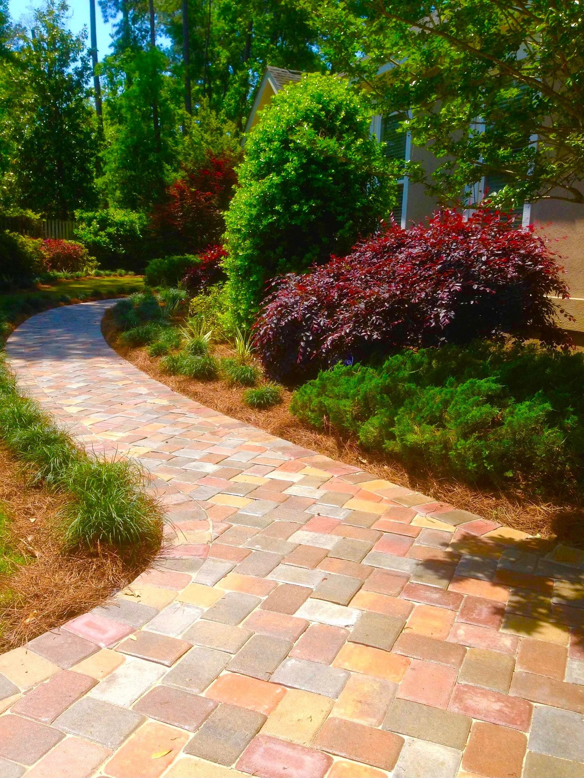 A herringbone paver walk curves through beds of loropetalum and holly.