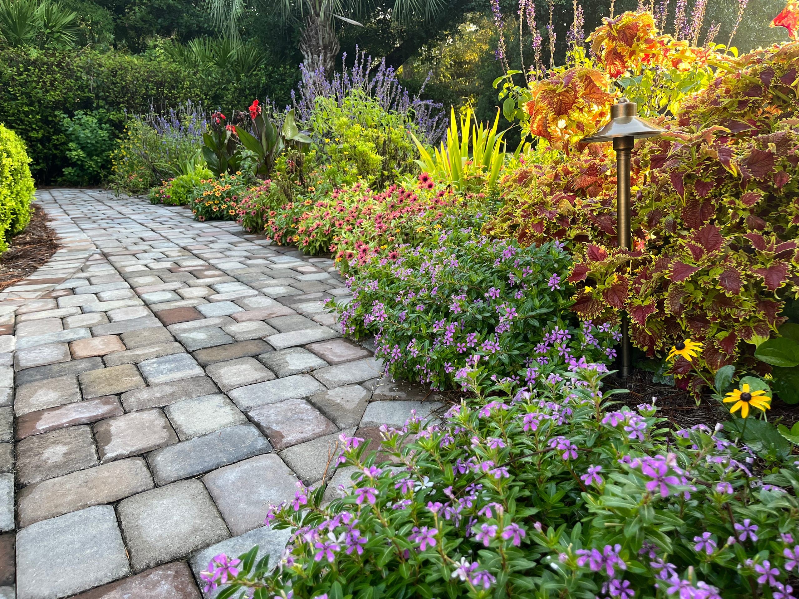 Cobble-edged path along a deep September border of coleus, zinnias, and salvia at golden hour.