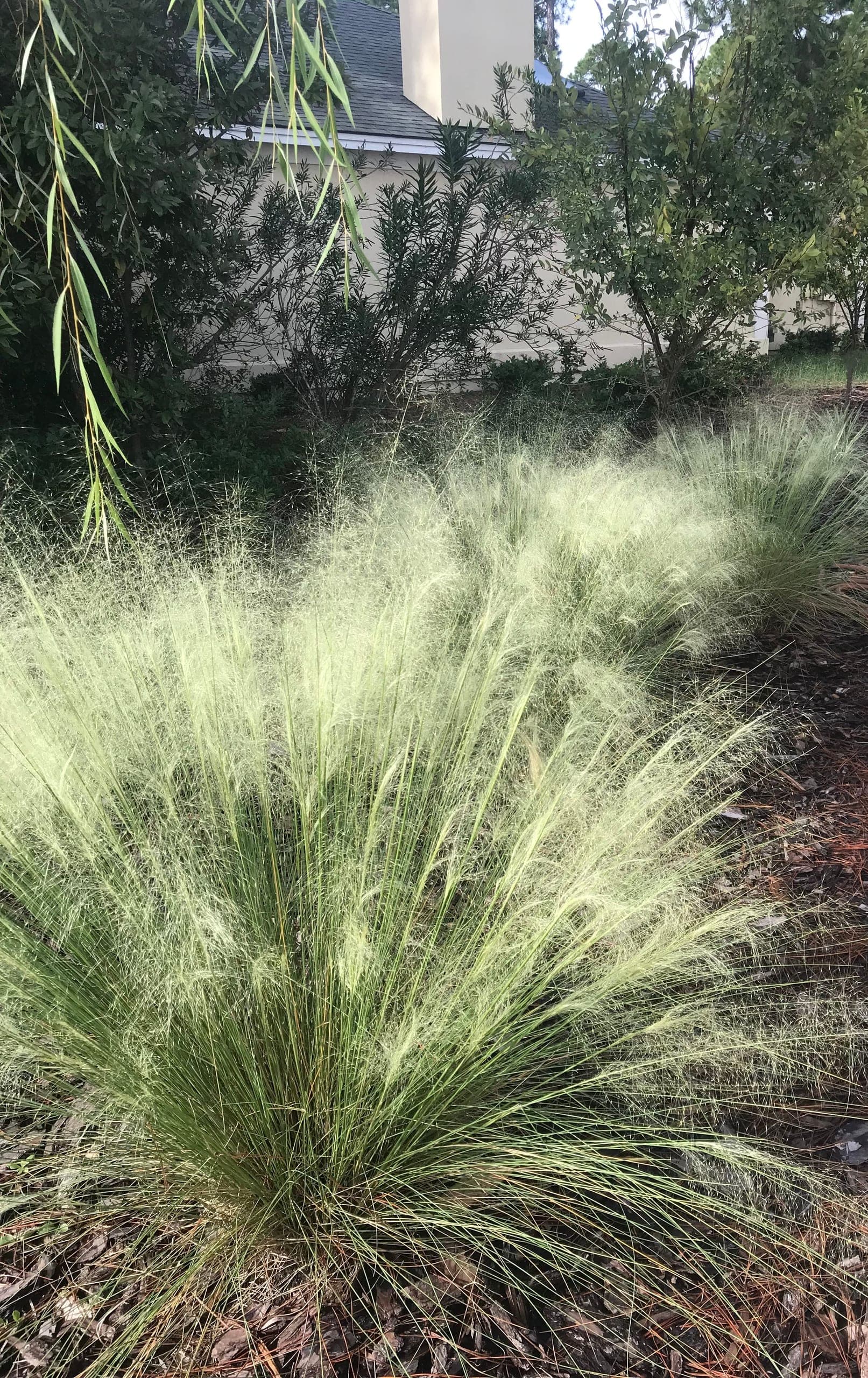 Muhly grass massed in bloom, sabal palms behind.
