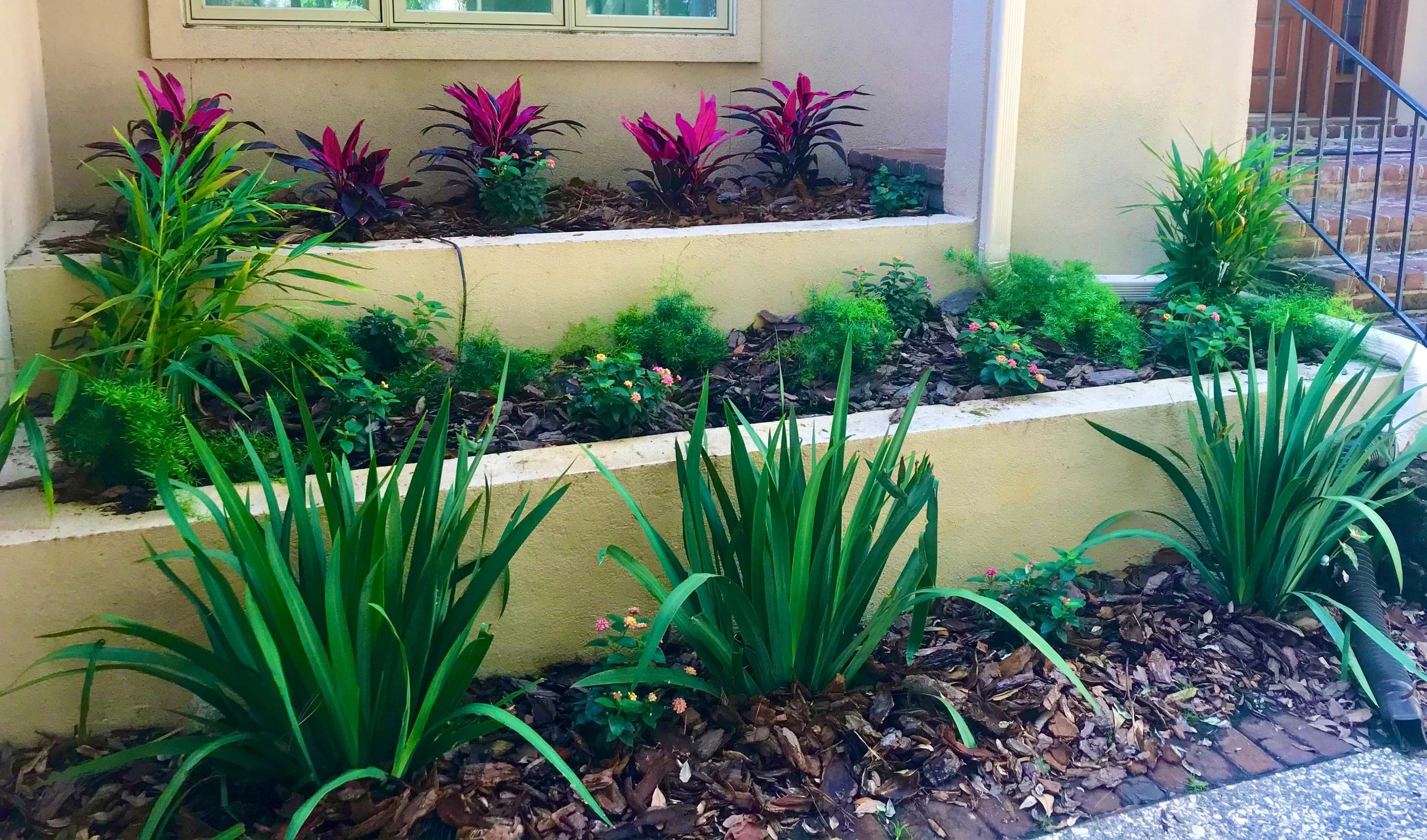 The same entry tiers planted: ti plants, lantana, and dianella settling in.