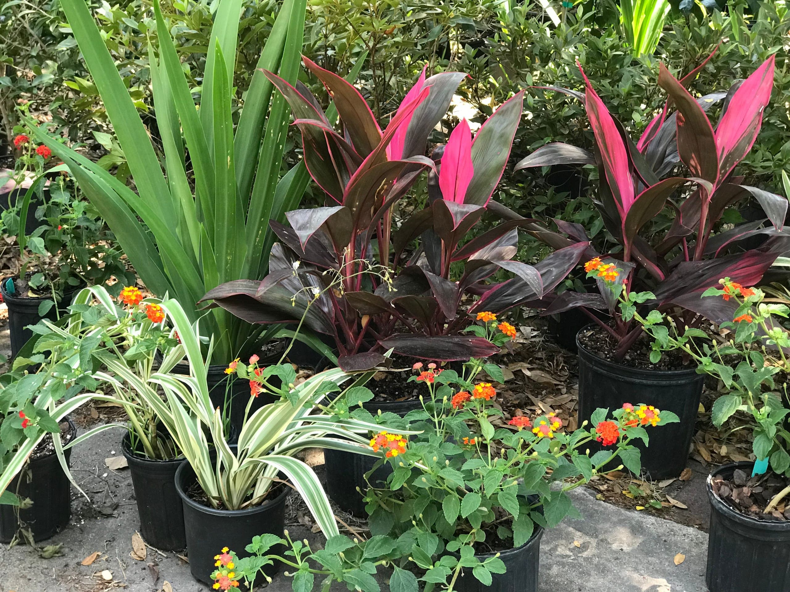 Nursery stock staged on the drive, ready for planting.