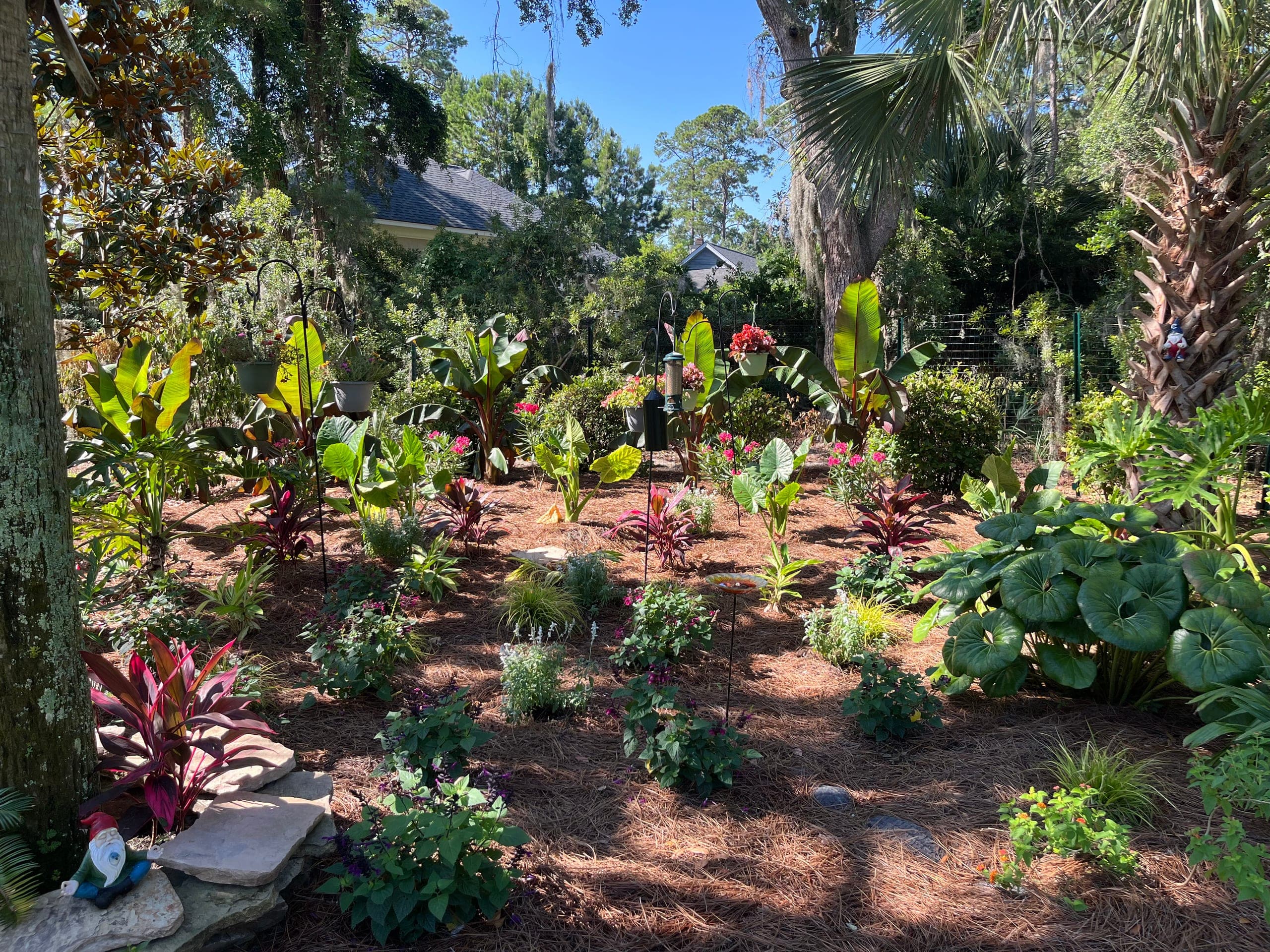 Understory garden of bananas, elephant ears, and cordylines beneath palms and live oaks.