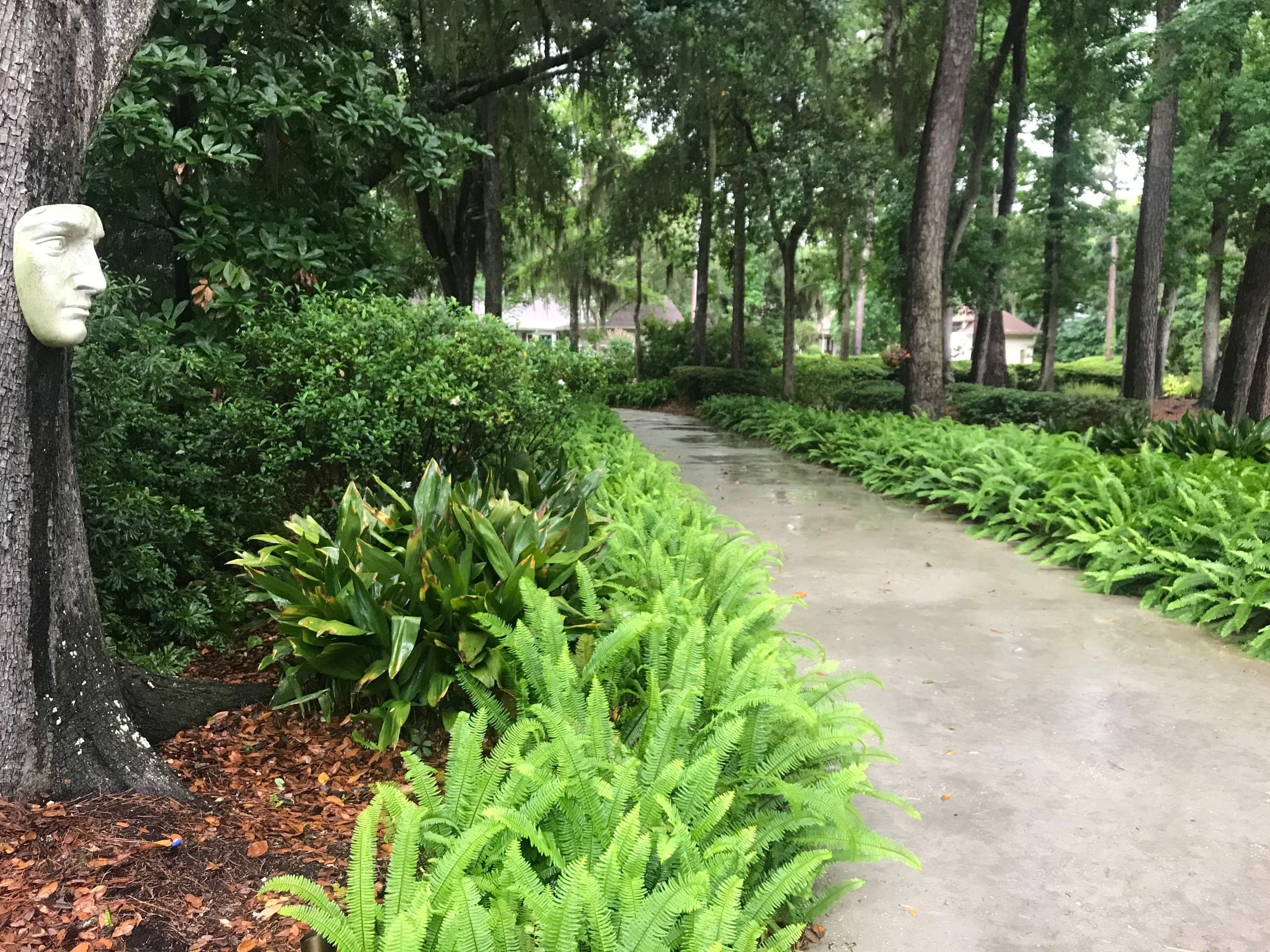 Sword ferns line a shaded walk beneath the oak canopy.